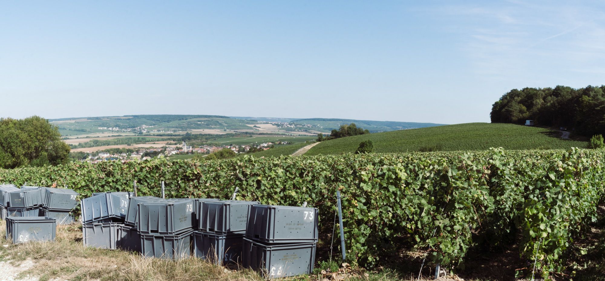 Vendanges 2019 - Vallée de la marne